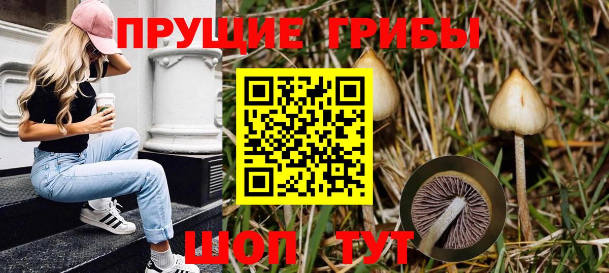 Вышний Волочёк  Галлюциногенные грибы Cubensis  Вход с VPN 
